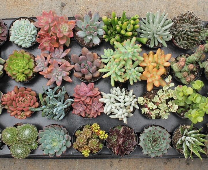 Why people are loving and buying succulents