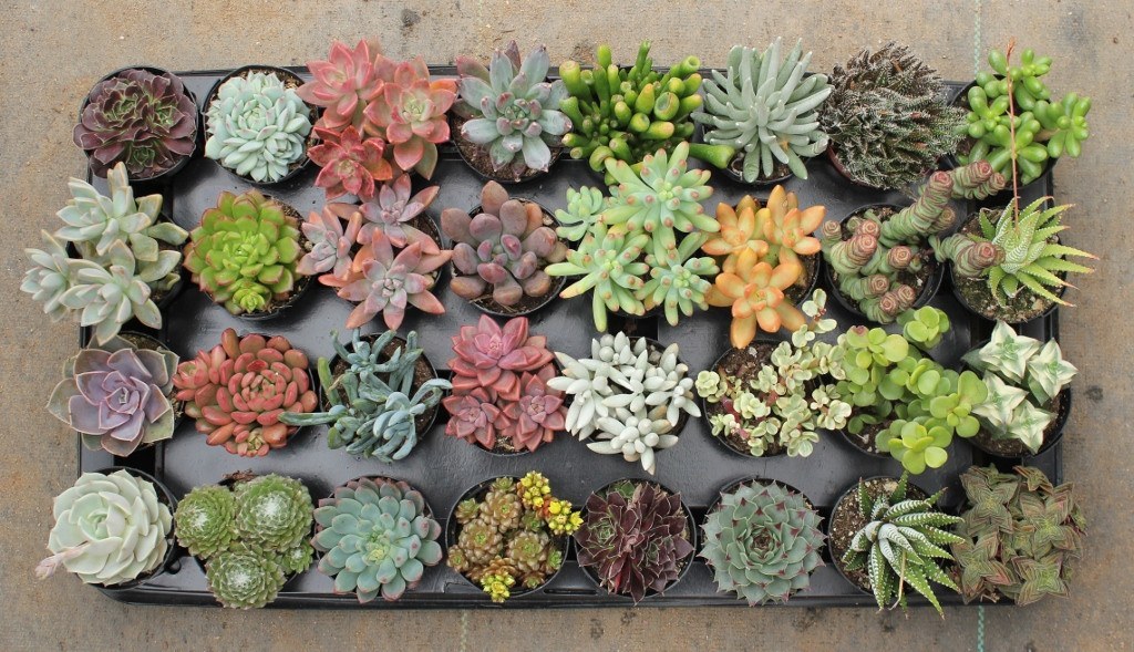 buying succulents